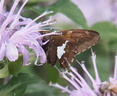 [A close view of a mostly brown butterfly which has an irregular-shaped white stripe on its wing. The butterfly is hanging from the lilac petals on the right side of the bloom. The long thin lilac tubes emanate from the center of the bloom and paritial cover the head of the butterfly.]